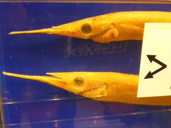 目黒寄生虫館 (20)