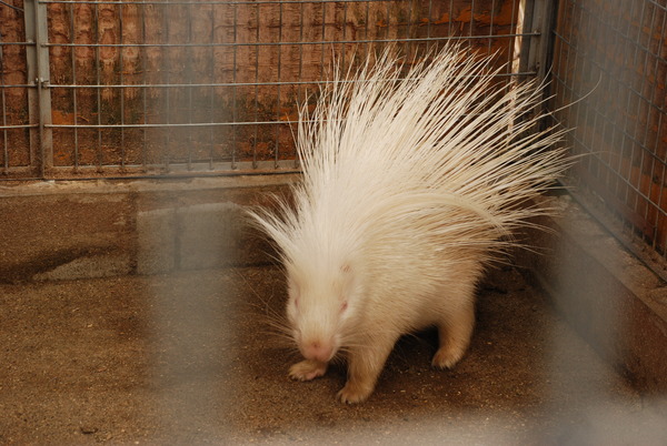 アルティメットアニマルシティ (11)