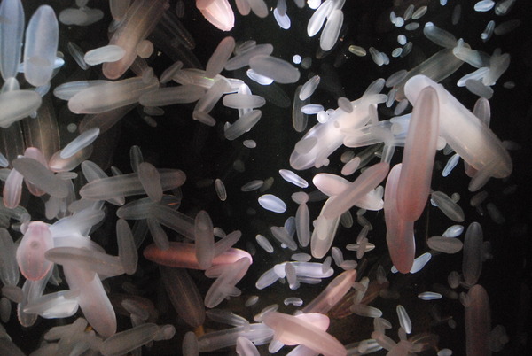 加茂水族館 (21)