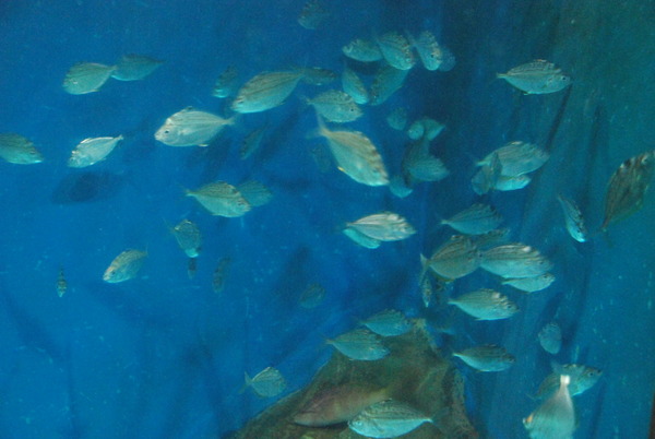 桂浜水族館 (18)