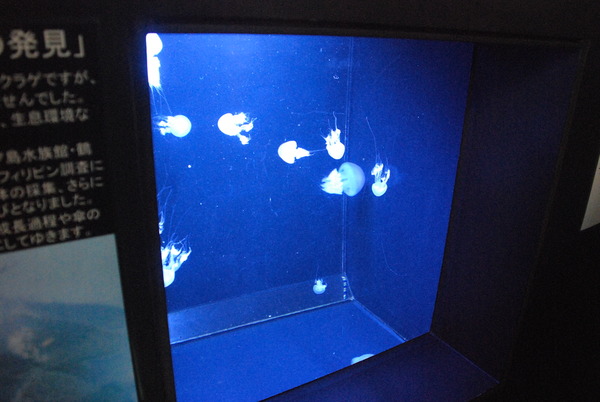 加茂水族館 (15)