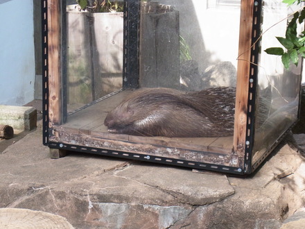 井の頭動物園 (5)
