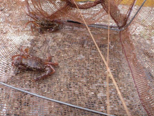 いるか浜堤防 (9)