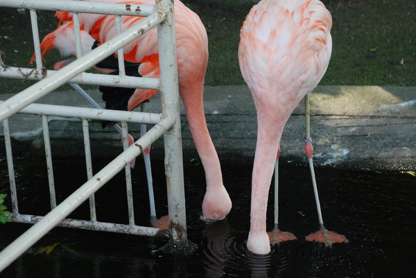 板橋区こども動物園 (11)