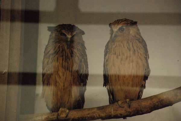 掛川花鳥園 (18)