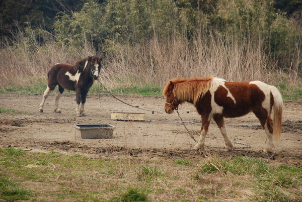 アルティメットアニマルシティ (15)