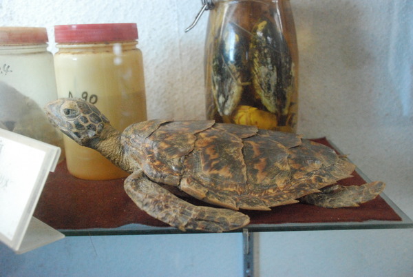 雲見くじら館 (11)