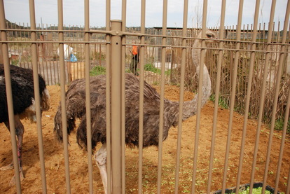 アルティメットアニマルシティ (7)