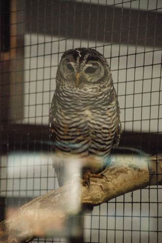 掛川花鳥園 (15)