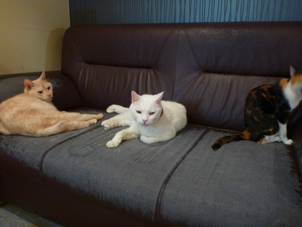 メディアカフェポパイ沼津店 (6)