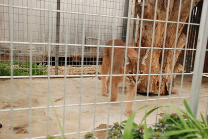 アルティメットアニマルシティ (24)