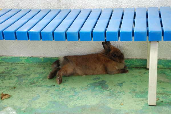 板橋区こども動物園 (3)