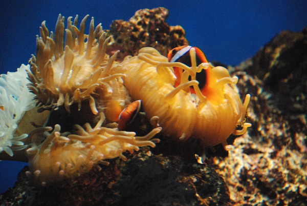 京急油壺マリンパーク (21)