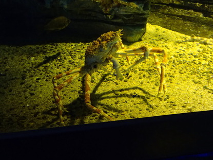 箱根園水族館 (116)