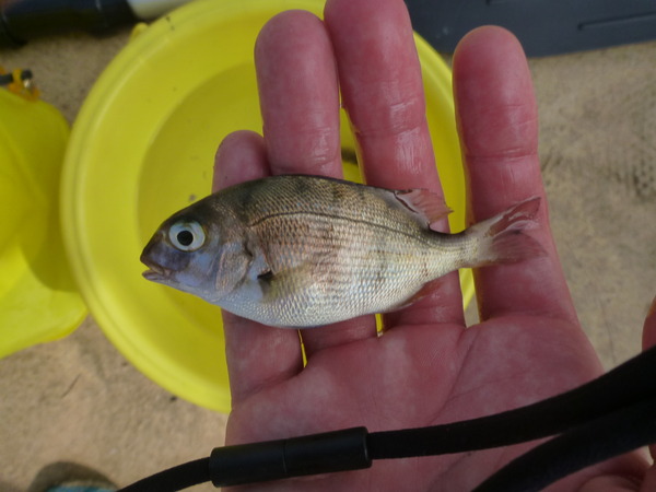 外浦港 釣り (7)