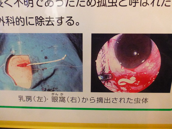 目黒寄生虫館 (27)