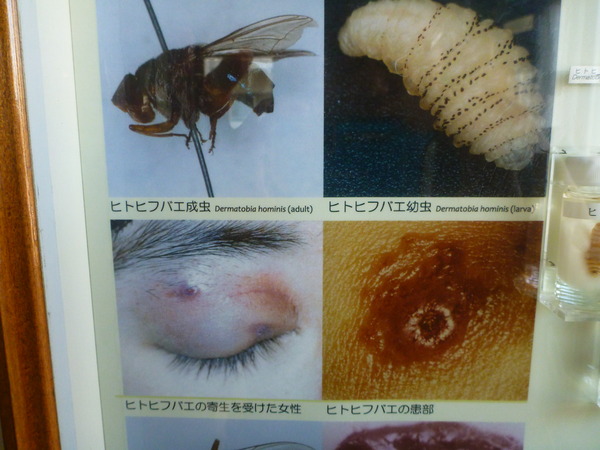 目黒寄生虫館 (53)