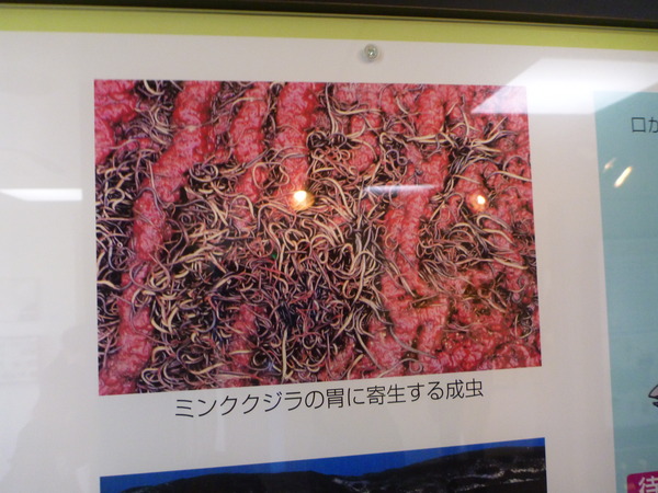 目黒寄生虫館 (33)