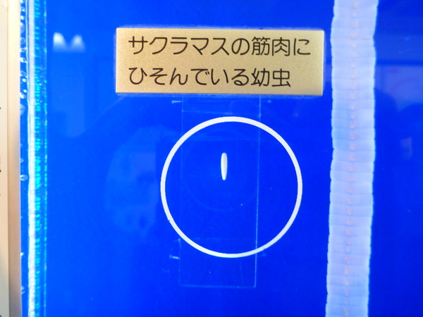 目黒寄生虫館 (32)