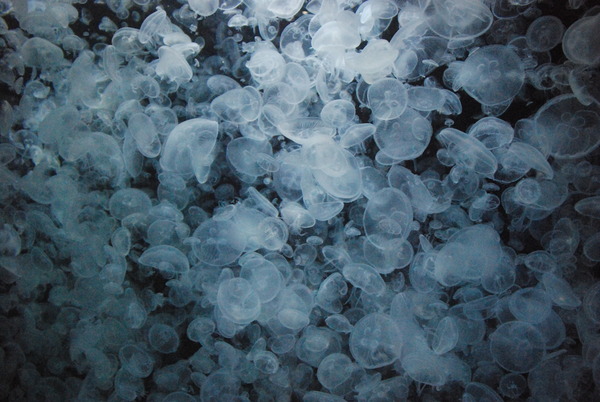 加茂水族館 (33)