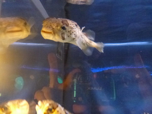 箱根園水族館 (16)