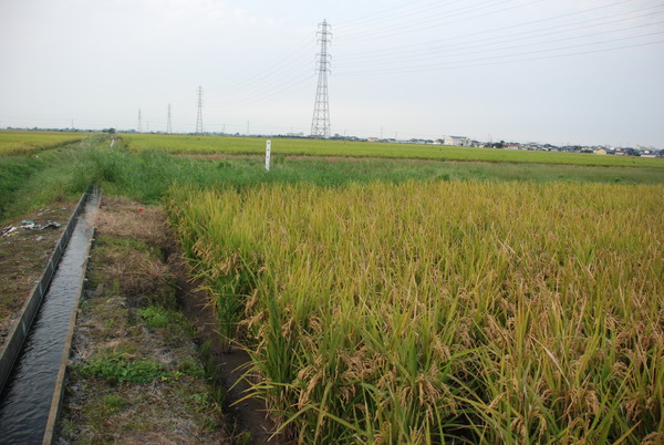 宇佐海軍航空隊跡 (13)