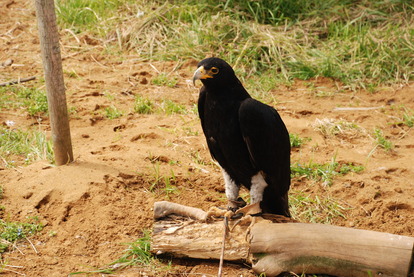 アルティメットアニマルシティ (5)