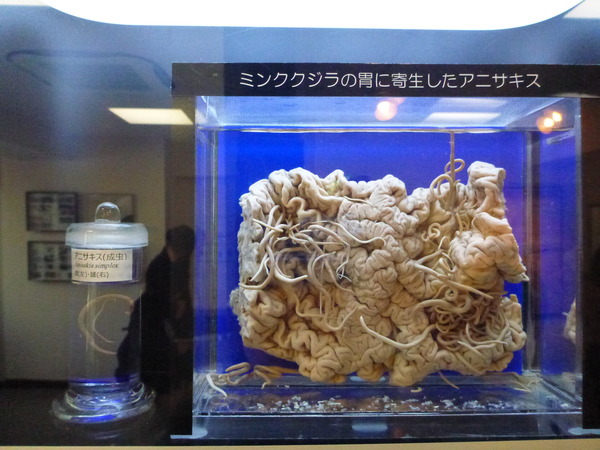 目黒寄生虫館 (34)