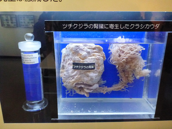 目黒寄生虫館 (35)