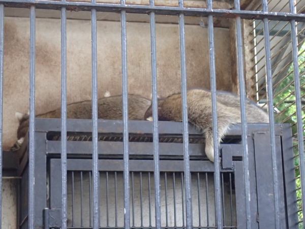 宇都宮動物園 (9)