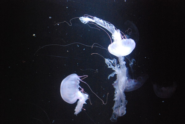 加茂水族館 (29)