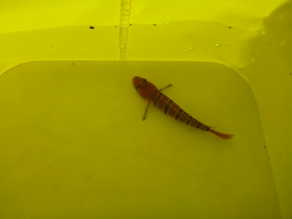 外浦港 釣り (2)