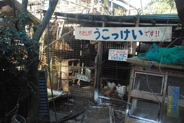 宮ヶ瀬コッコランドパーク (19)