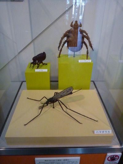 目黒寄生虫館 (21)