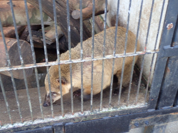 宇都宮動物園 (10)