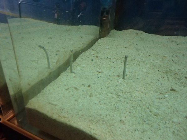 箱根園水族館 (113)