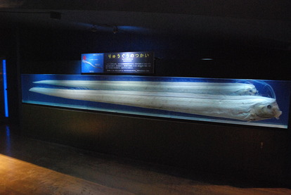 東海大海洋生物博物館 (46)