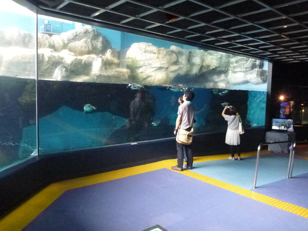 箱根園水族館 (11)