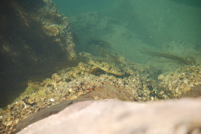 手結可動橋 (10)