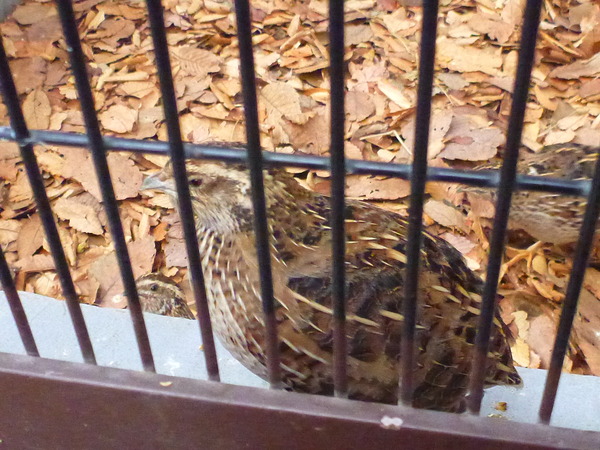 平塚市ふれあい動物園 (12)
