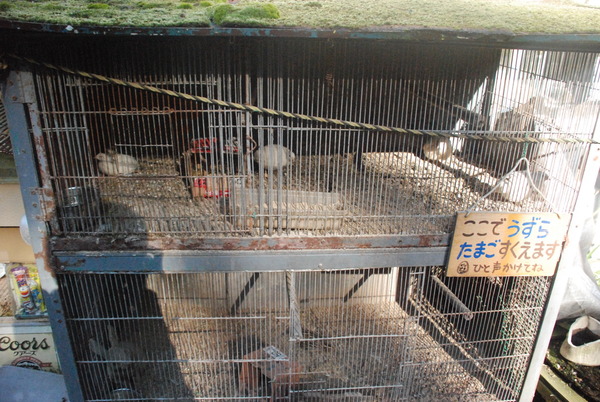 宮ヶ瀬コッコランドパーク (7)