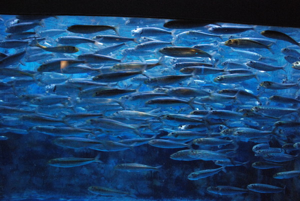 東海大海洋生物博物館 (54)