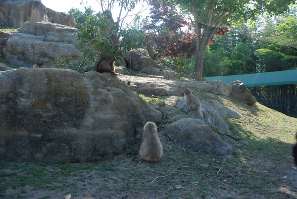 群馬サファリパーク (13)