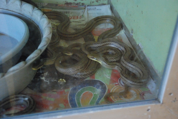 ジャパンスネークセンター (14)
