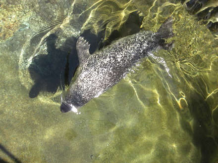 下田海中水族館 (5)