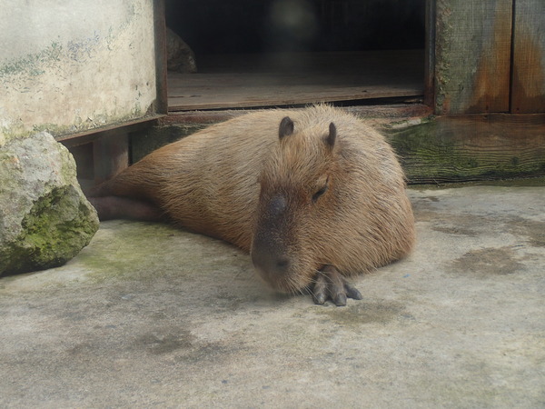 宇都宮動物園 (12)