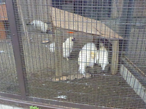 平塚市ふれあい動物園 (20)