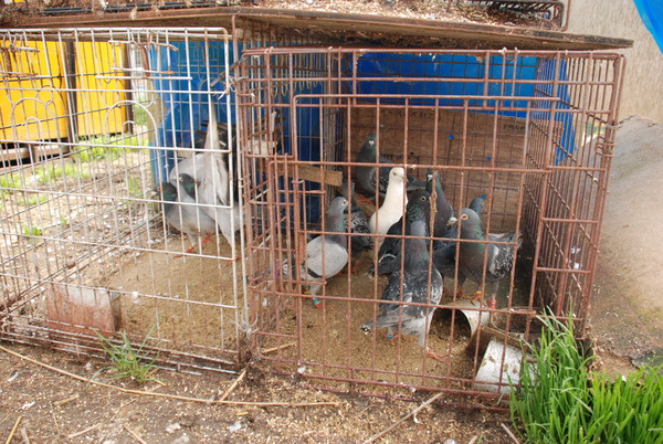 アルティメットアニマルシティ (6)