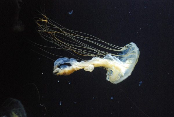 加茂水族館 (28)