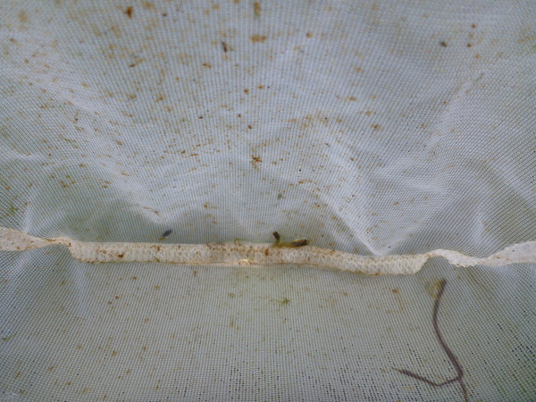 春木川 グッピー (6)